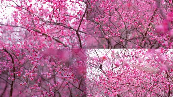 烈士公园梅花腊梅