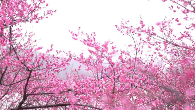 梅花花卉春天初春鲜花长沙烈士公园梅花腊梅
