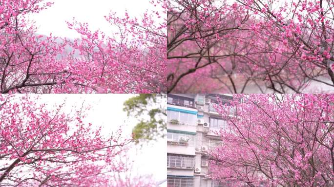 梅花花卉春天初春鲜花长沙烈士公园梅花腊梅
