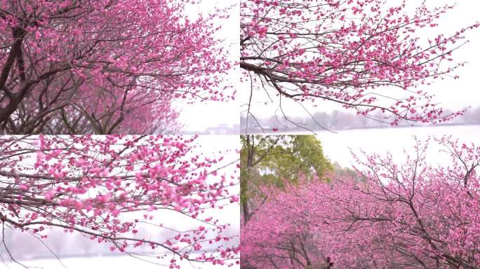 梅花花卉春天初春鲜花长沙烈士公园梅花腊梅