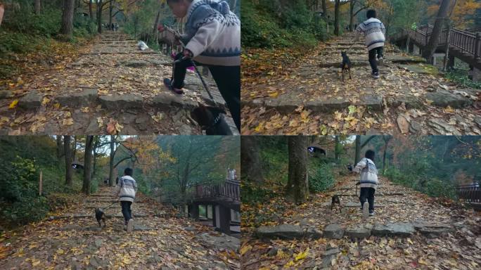 秋日古道：男孩牵狗在铺满落叶的石阶奔跑
