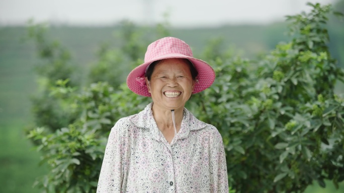 农民集体采摘花椒