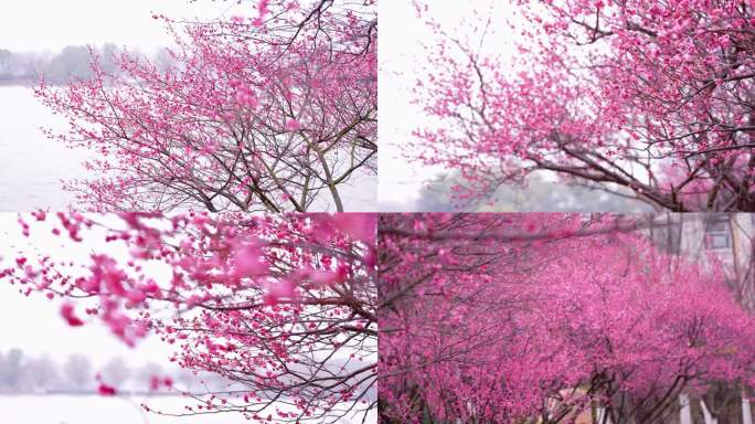 烈士公园梅花腊梅