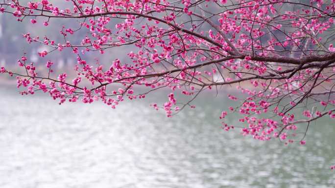 梅花烈士公园腊梅