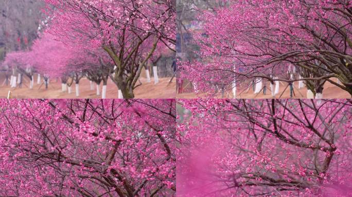 梅花烈士公园腊梅