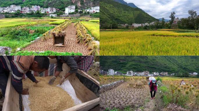 Y024农村稻谷秋收实景拍摄