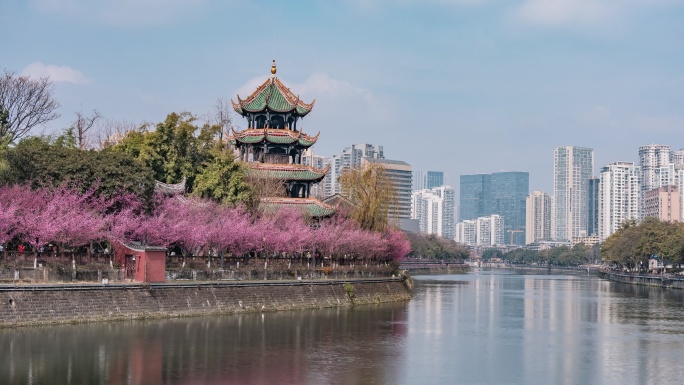 6K延时摄影成都望江楼公园梅花