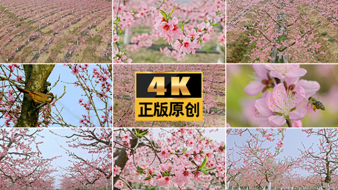 春天桃花樱花唯美空境春暖花开桃花桃花开