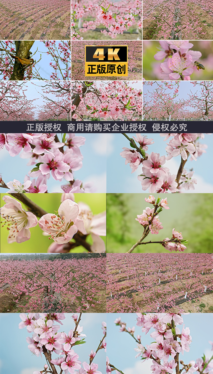 春天桃花樱花唯美空境春暖花开桃花桃花开