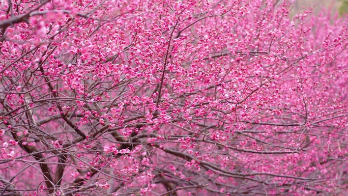 长沙烈士公园梅花花卉春天初春鲜花、腊梅