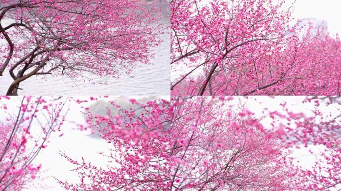 长沙烈士公园梅花花卉春天初春鲜花、腊梅