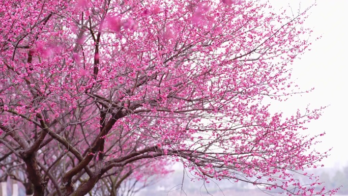梅花花卉春天初春鲜花长沙烈士公园梅花腊梅