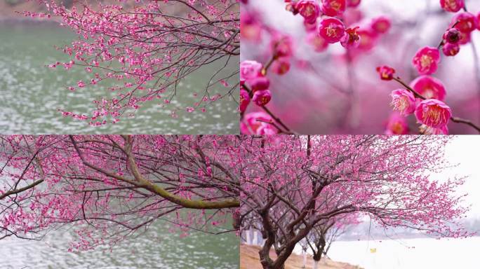 梅花花卉春天初春鲜花长沙烈士公园梅花腊梅