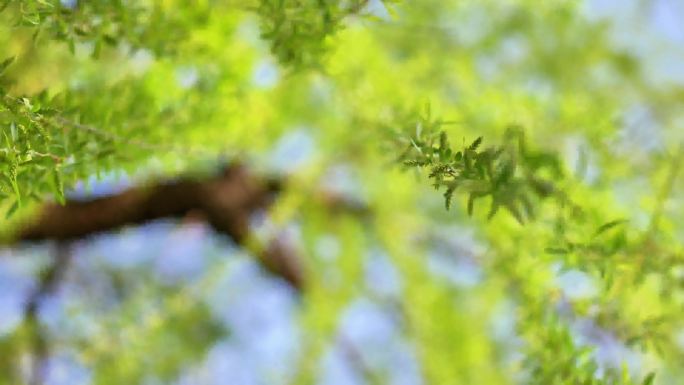 【4K】柳树发芽 岸边刚发芽垂柳