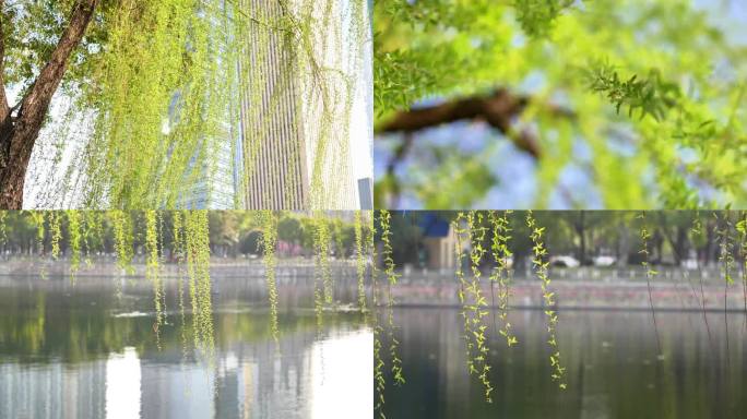 【4K】柳树发芽 岸边刚发芽垂柳
