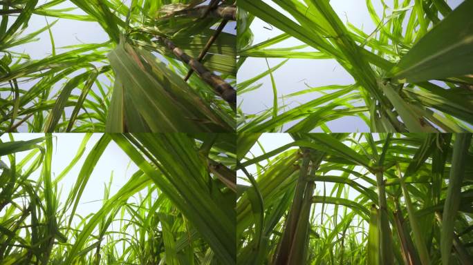 甘蔗地 甘蔗林