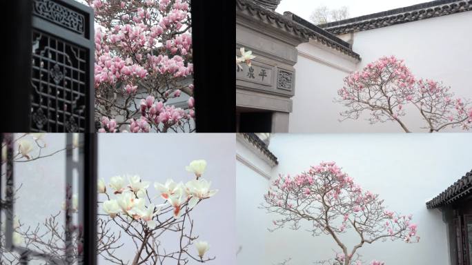 耦园玉兰花 苏州园林春季花窗框景
