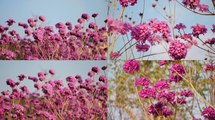 紫花风铃木 春天花开