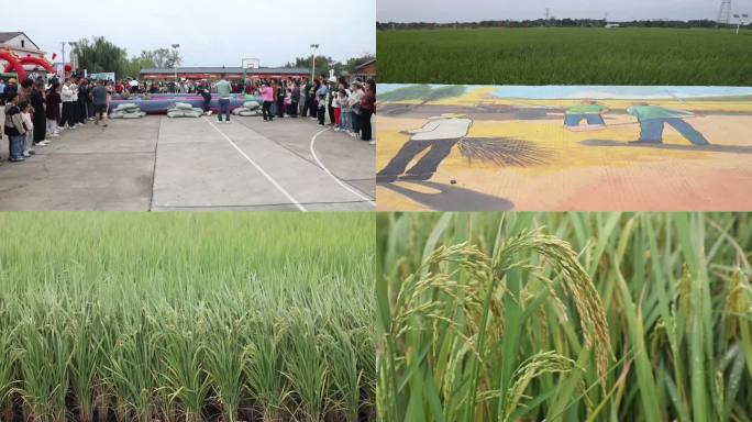 乡间稻田游客众多节日村民们开展欢乐活动