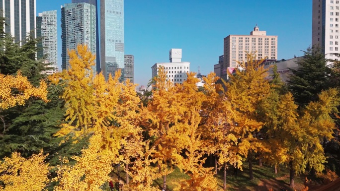 大连劳动公园秋天的银杏，大连秋景