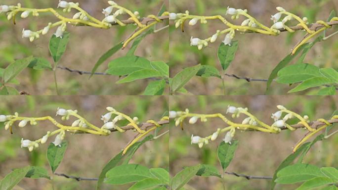 Cuscuta或缠绕花。