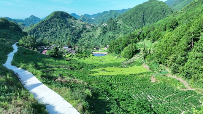 梯田 辣椒田 石柱红
