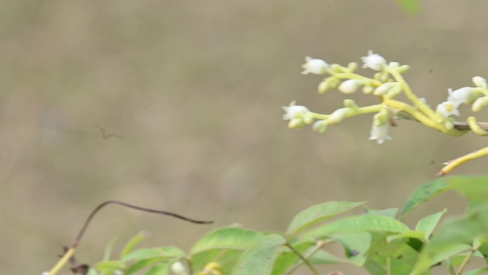 Cuscuta或缠绕花。