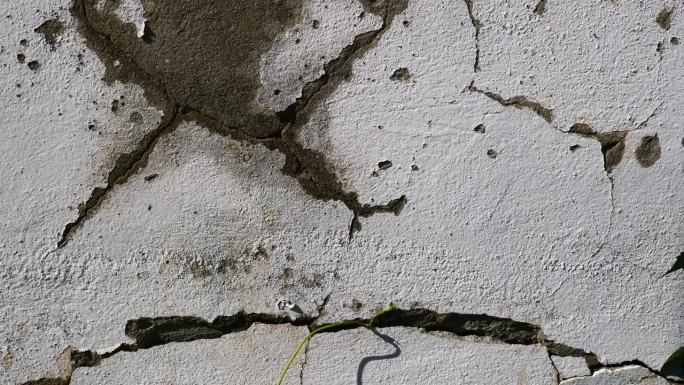 老旧混凝土墙背景，带有大裂缝。灰色水泥墙面有明显损坏。