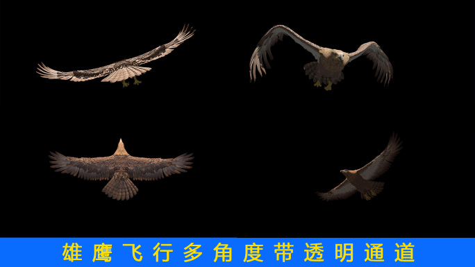 雄鹰老鹰飞翔多角度透明通道视频素材