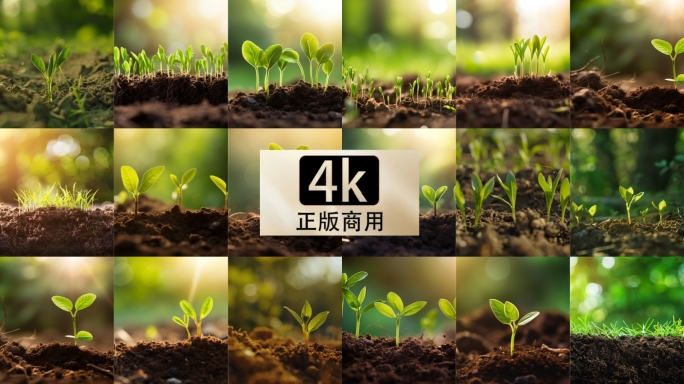 【4k】种子 植物 小草 嫩苗