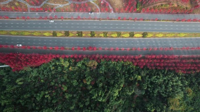 网红打卡点【红枫大道】