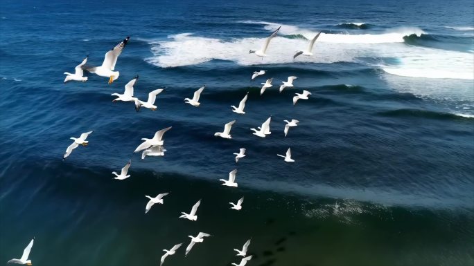 海鸥大海海边飞鸟