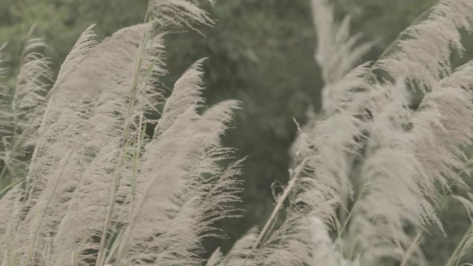 芦苇随风而动高清实拍视频素材