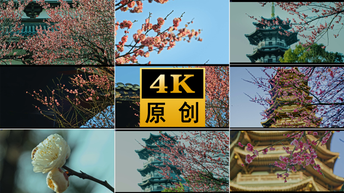 梅花花开开花古建筑中国风腊梅梅花开放盛开
