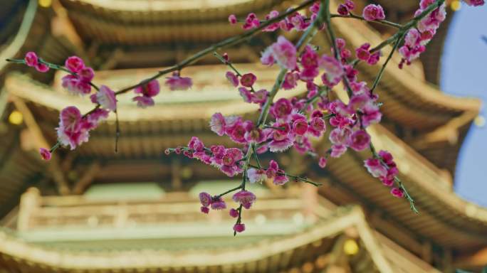 梅花花开开花古建筑中国风腊梅梅花开放盛开