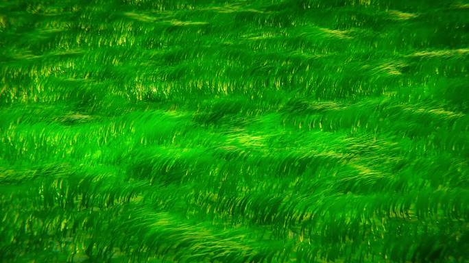 风吹草地动态草a