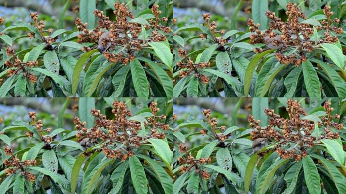栗颈凤鹛枇杷树上觅食
