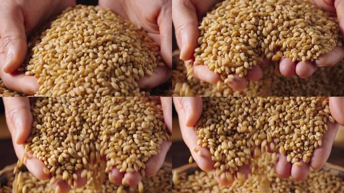 手捧小麦粮食缓慢洒下
