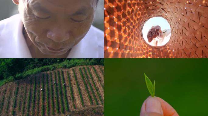 茶农采茶高山茶绿茶春茶