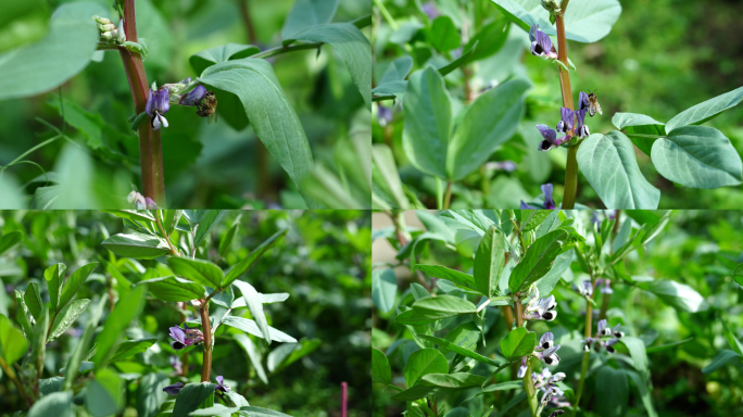4k蚕豆花合集乡村农作物蔬菜蜜蜂胡豆花