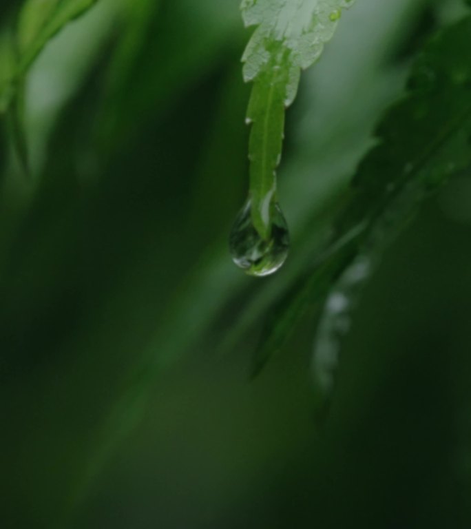 竖屏 雨水惊蛰节气树叶滴水水滴一滴水下雨