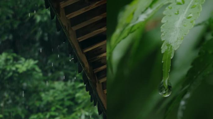 竖屏 雨水惊蛰节气树叶滴水水滴一滴水下雨
