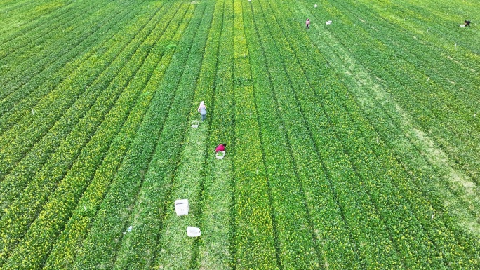 农业蔬菜采摘 菜篮子 乡村