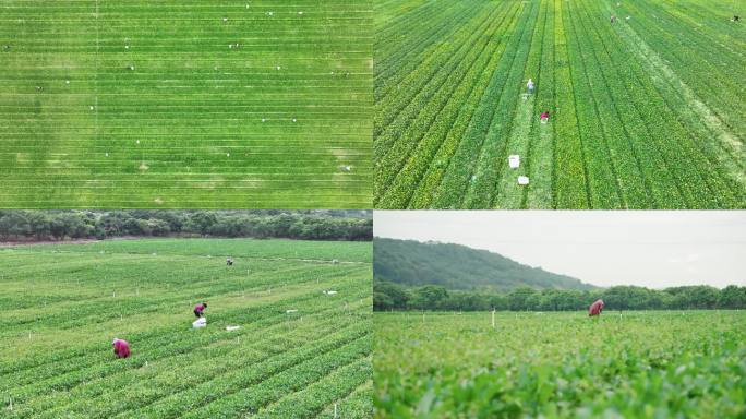 农业蔬菜采摘 菜篮子 乡村