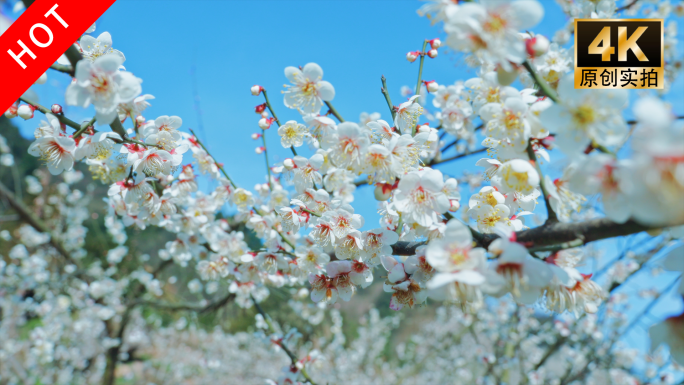 梅花 春暖花开 十里梅林  春天  立春