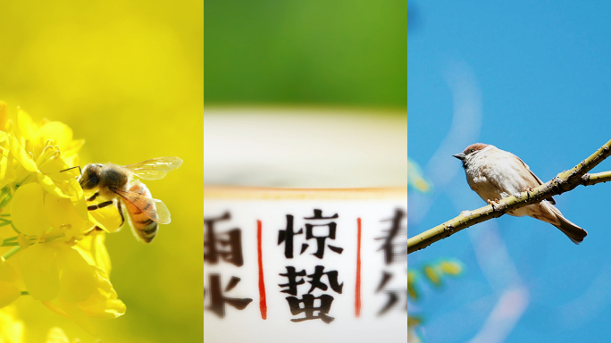 惊蛰 节气 竖版