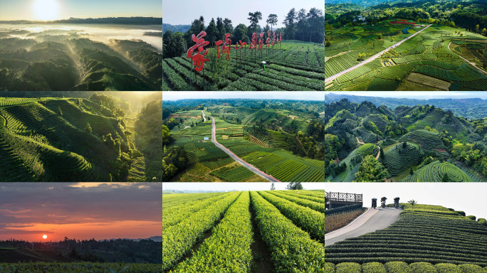茶园风光雅安名山茶园蒙顶山茶素材合集