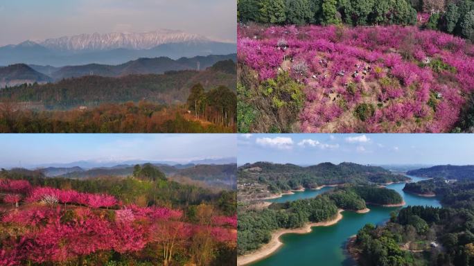 成都崇州白塔湖梅花