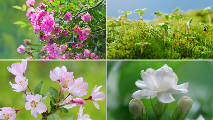 种子生长发芽百花盛开延时