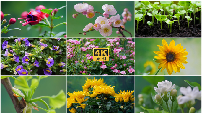 种子生长发芽百花盛开延时